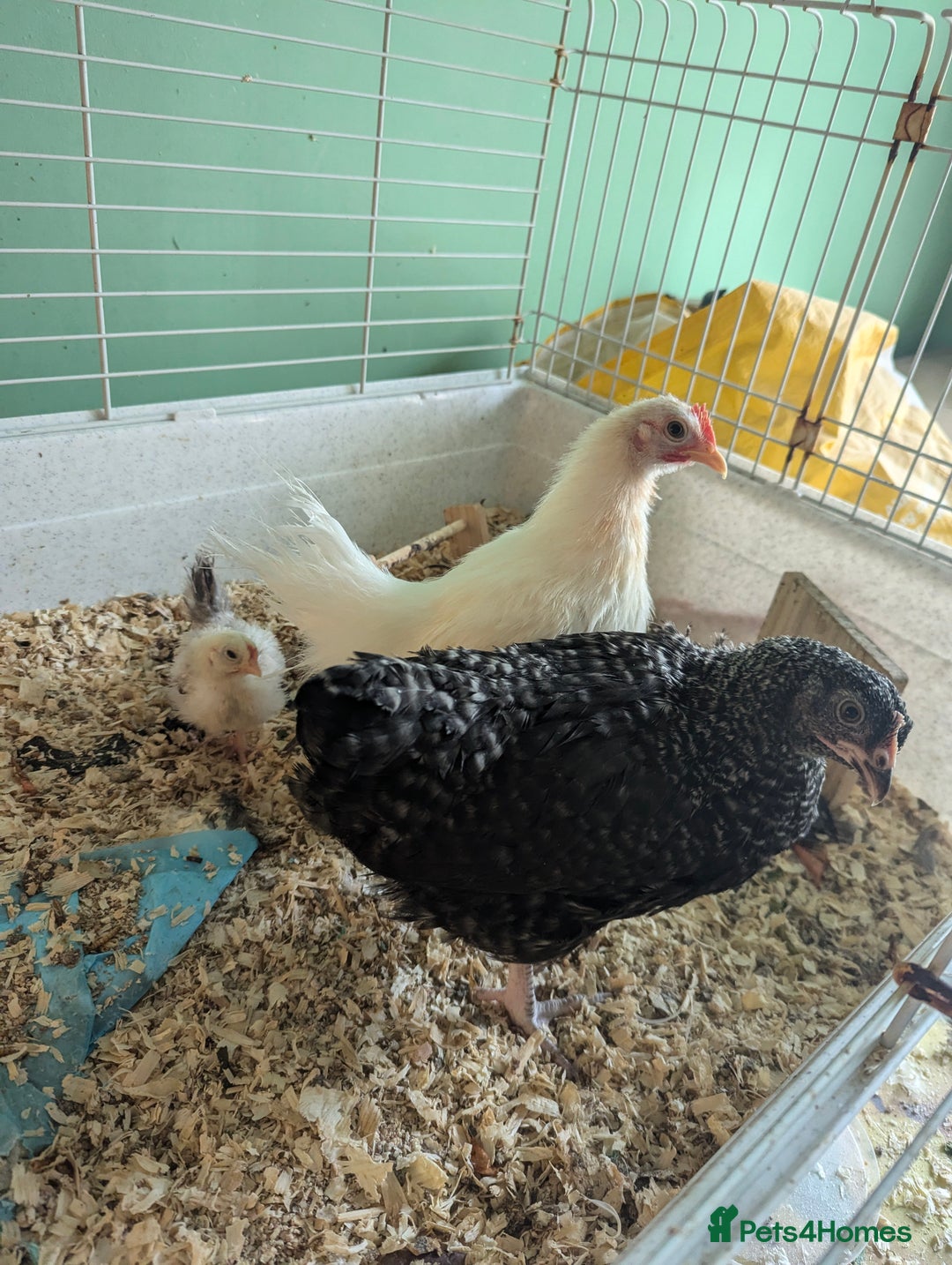 Chickens poultry for sale: 3 Small Chickens Serama hens - Image 4