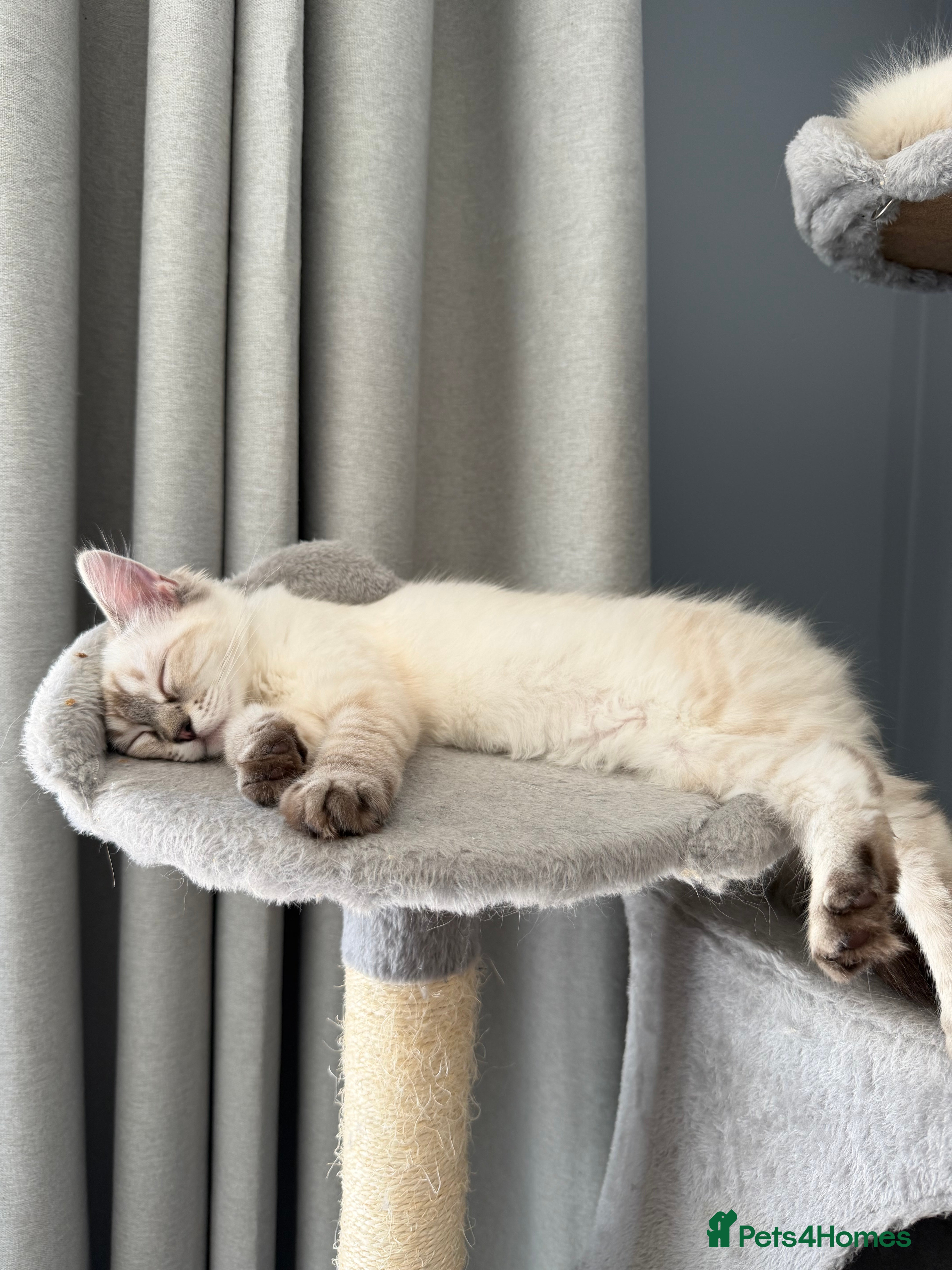Ragdoll cats 💖 Stunning Ragdoll Kittens GCCF LAST ONE (Girl) - Advert 2