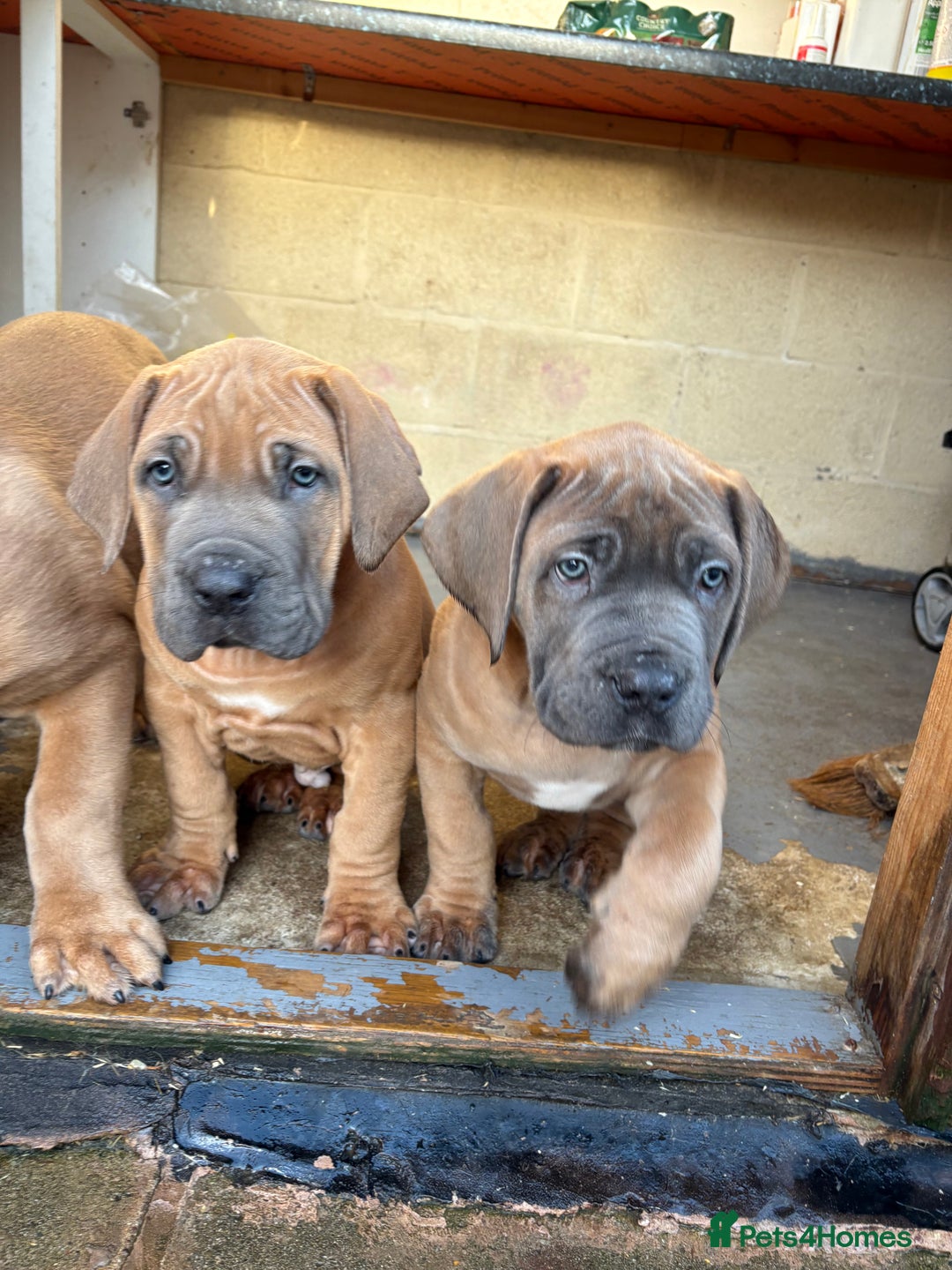 Boerboel dogs for sale: QUALITY NABBR REGISTERED PUPS!  - Advert 5