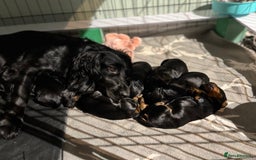 Cocker Spaniel dogs for sale: KC registered working cocker spaniel puppies - Image 8