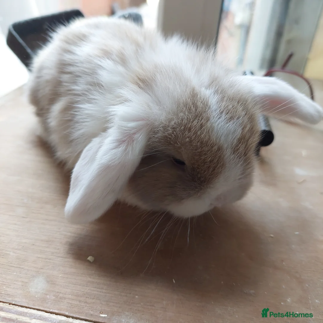 Mini Lop rabbits for sale:  3 Beautifull minilop babys ready to reserve  - Advert 13