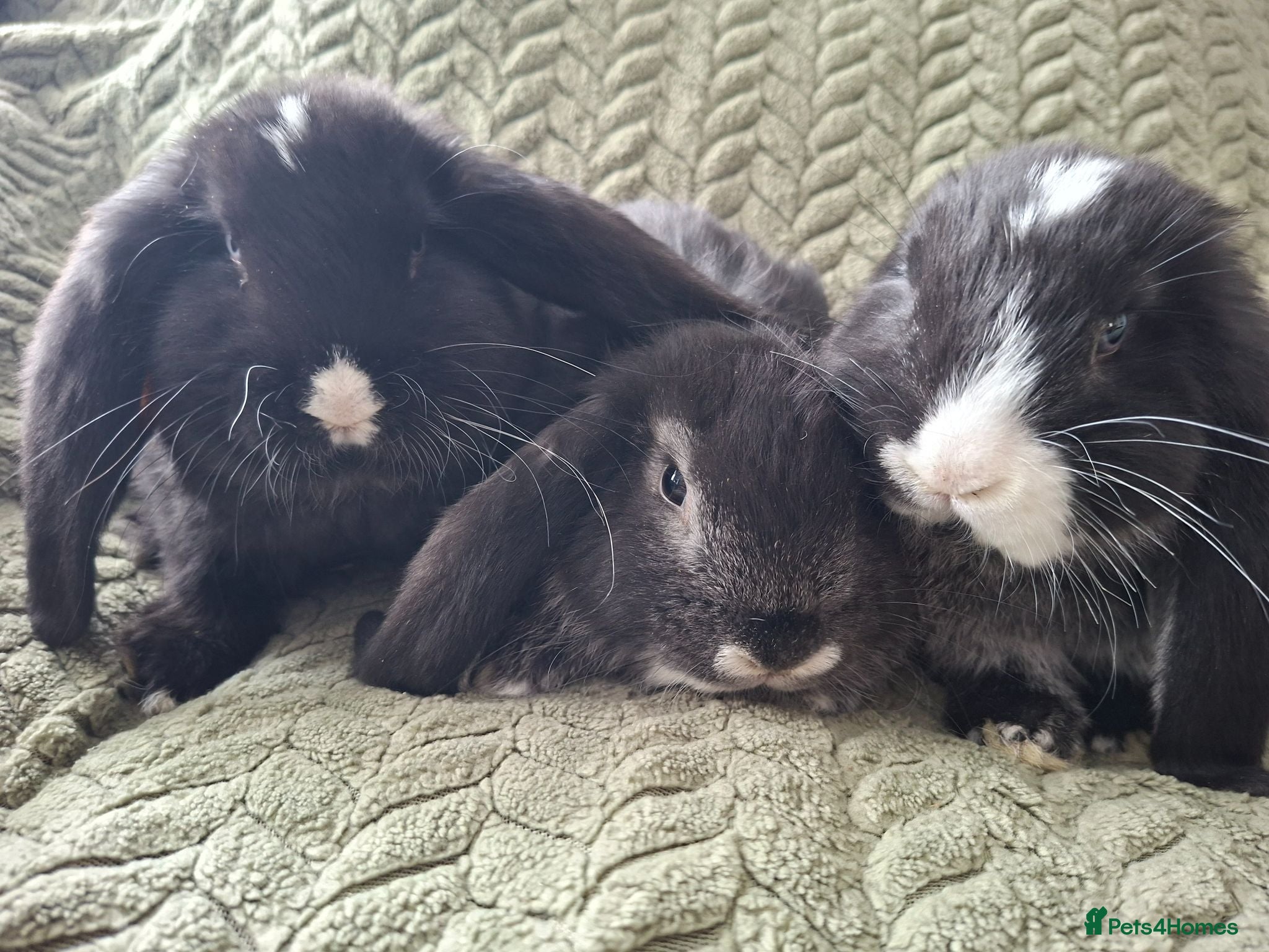 French Lop rabbits Pure bred french lop babies - Advert 1