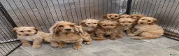 Cockapoo dogs for sale: Stunning F1 Cockapoos - Advert 1