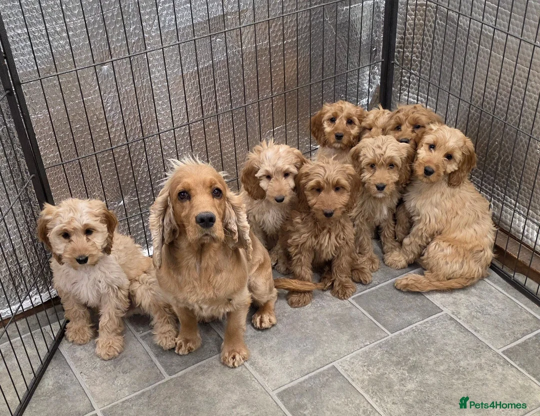 Cockapoo dogs for sale: Stunning F1 Cockapoos - Advert 1