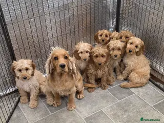 Cockapoo dogs Stunning F1 Cockapoos - Advert 5