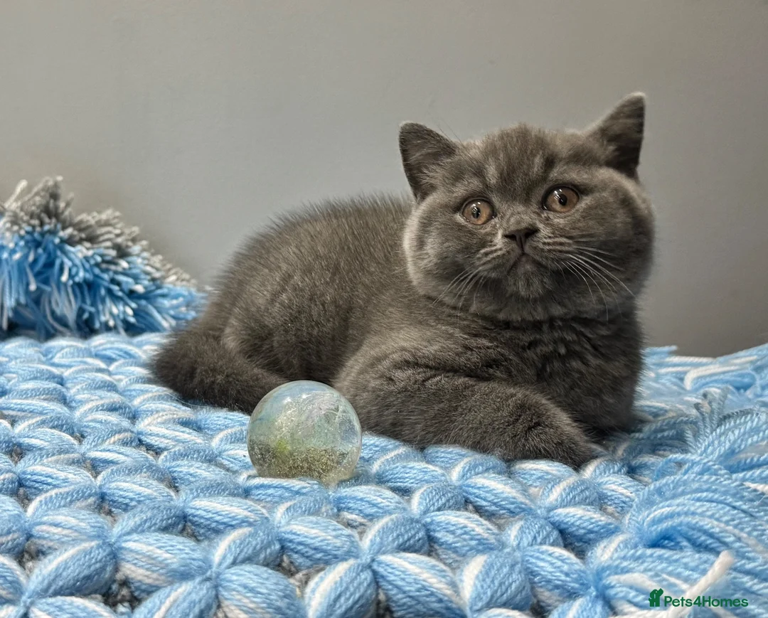 British Shorthair cats for sale: GCCF Blue Boy – Sweet & Cuddly 🥰 🐾 - Advert 2