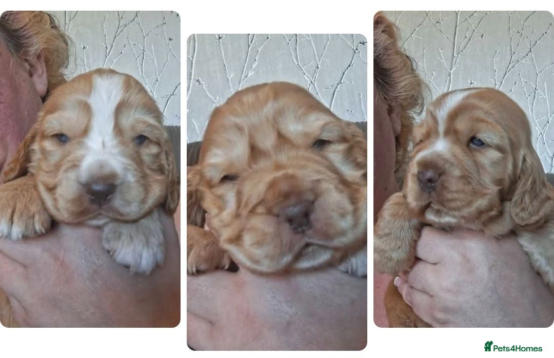 Cocker Spaniel dogs KC REG SHOW COCKER SPANIELS - Advert 13