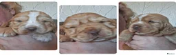 Cocker Spaniel dogs for sale: KC REG SHOW COCKER SPANIELS - Advert 7