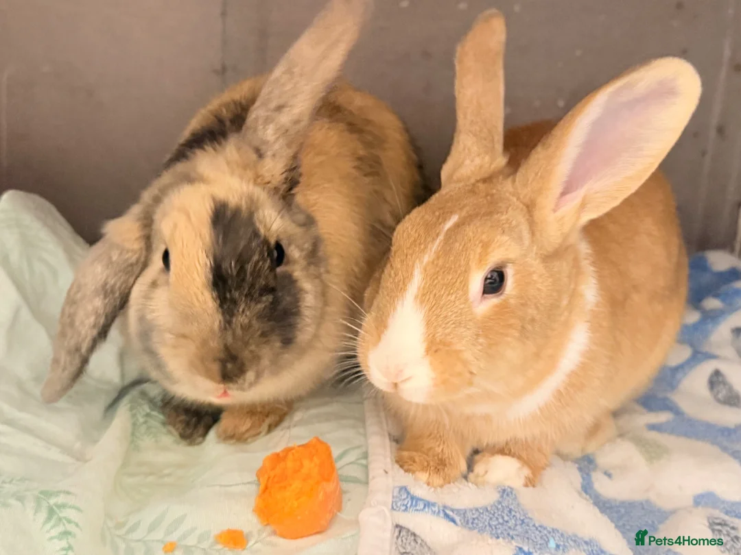 Mixed Breed rabbits for sale: 2 beautiful Rabbits bonded  in South Croydon - Advert 2