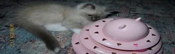 Ragdoll cats for sale: Beautiful Blue Point Mitted Ragdoll Boy - Advert 9