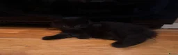 Mixed Breed cats for sale: 2 gorgeous long hair kittens ready for collection  - Advert 14
