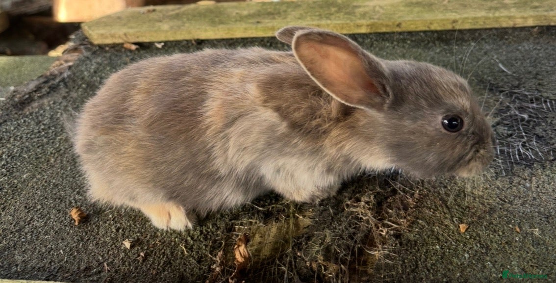 Mixed Breed rabbits for sale: Mini lop cross Rex bunnies ready now  - Advert 6