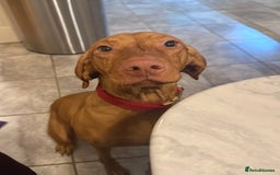 Hungarian Vizsla dogs for sale: Luna  - Image 6