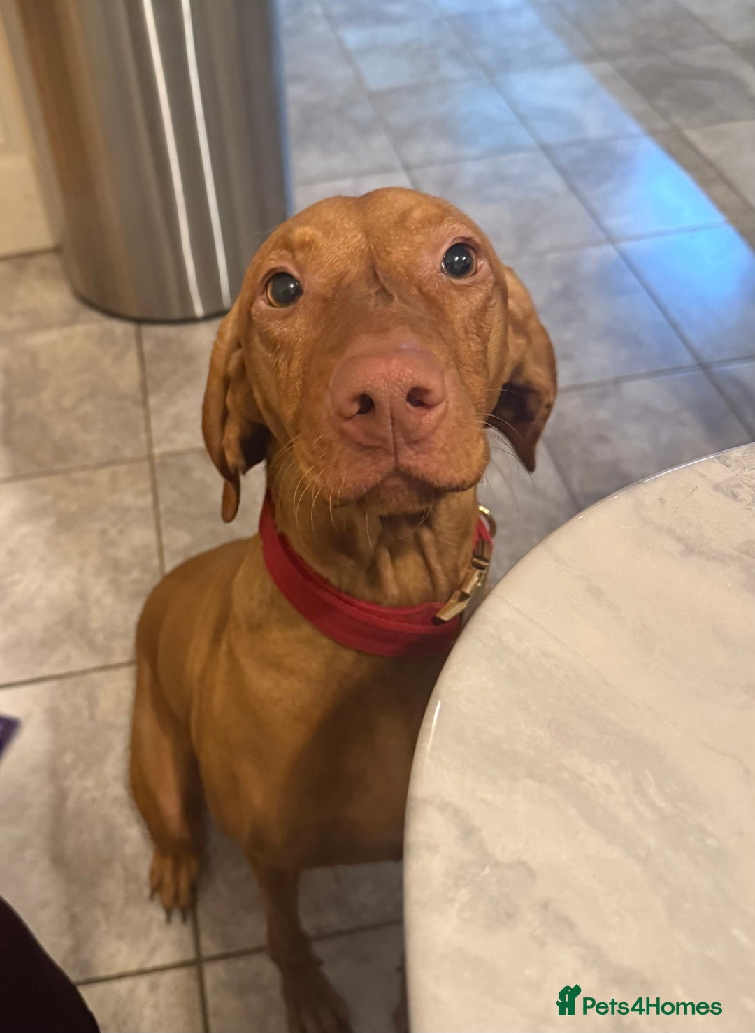 Hungarian Vizsla dogs for sale: Luna  - Image 6