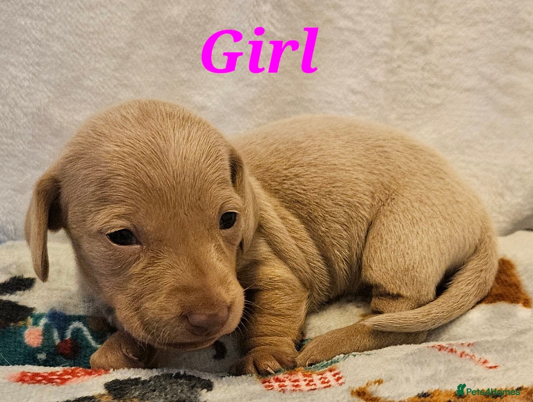 Miniature Dachshund dogs for sale: Beautiful kc miniature Dachshund puppies  - Advert 9