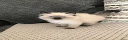 Ragdoll cats for sale: Beautiful ragdoll kitties  - Advert 19