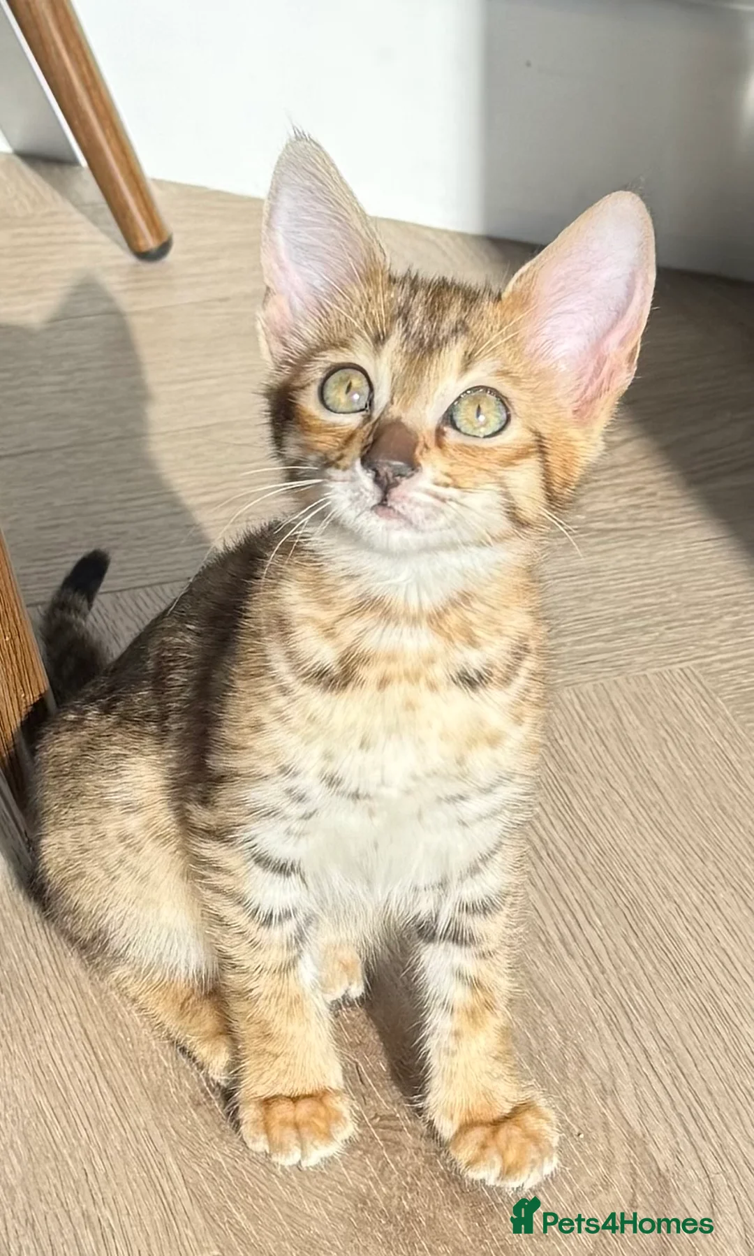 Savannah cats for sale: TICA F3 Savannah Kittens - Luxe Cat co. in Blackpool - Advert 9