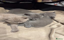 British Shorthair cats for sale: Beautiful Fluffy British Shorthair Kittens  - Image 8