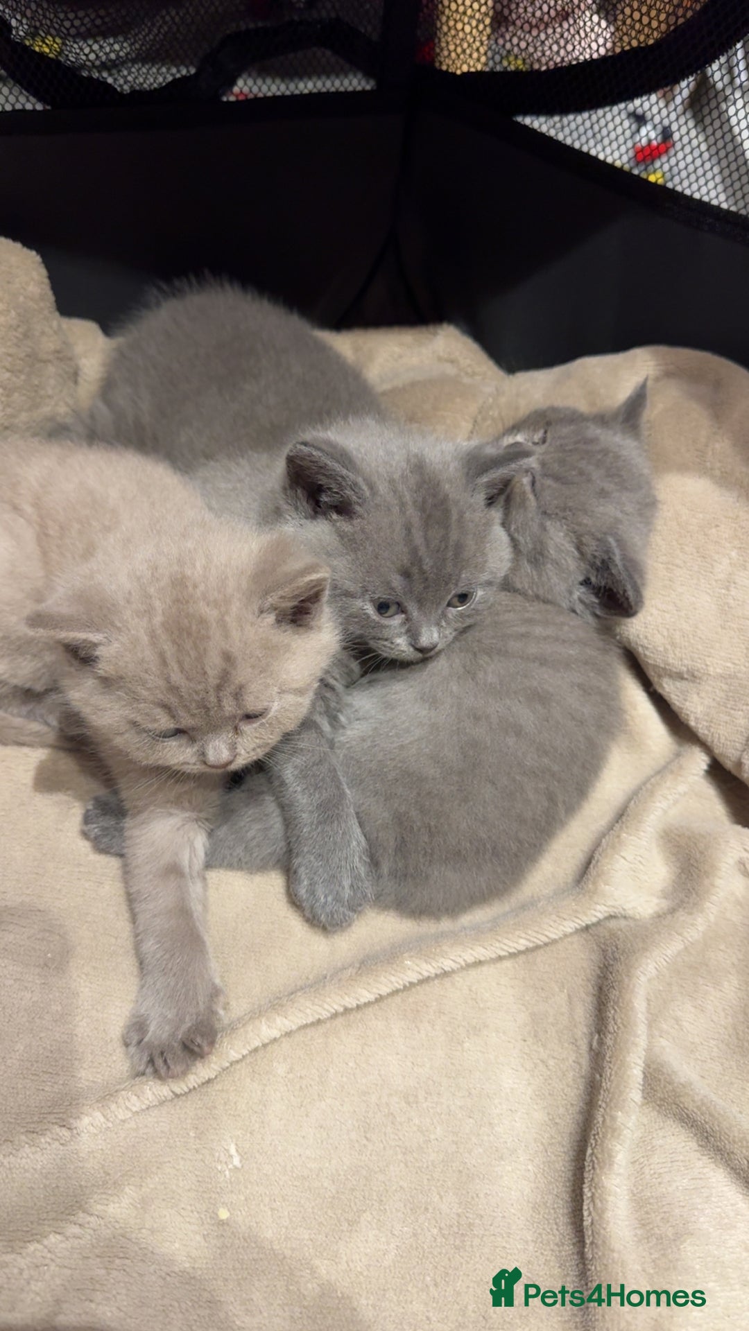 British Shorthair cats for sale: Beautiful Fluffy British Shorthair Kittens  - Image 8