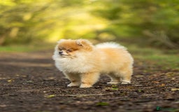 Pomeranian dogs for sale: 1.5kg House trained most gentle Pomeranian male🩵 - Image 2