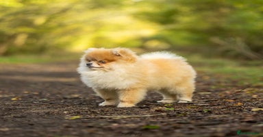 Pomeranian dogs - Advert 7