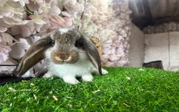 French Lop rabbits for sale: Pure French lop  - Image 3