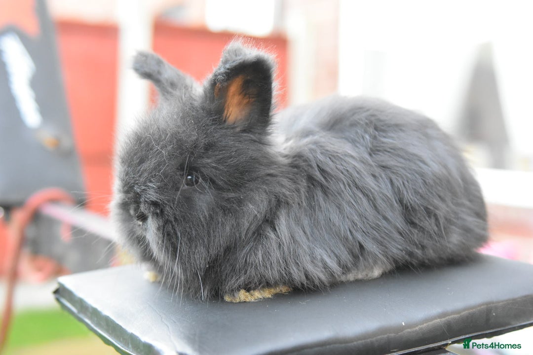 Angora rabbits for sale: French Imported Pedigree English Angoras - Advert 6