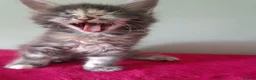 Maine Coon cats for sale: Tica registered Maine coon kittens - Advert 25