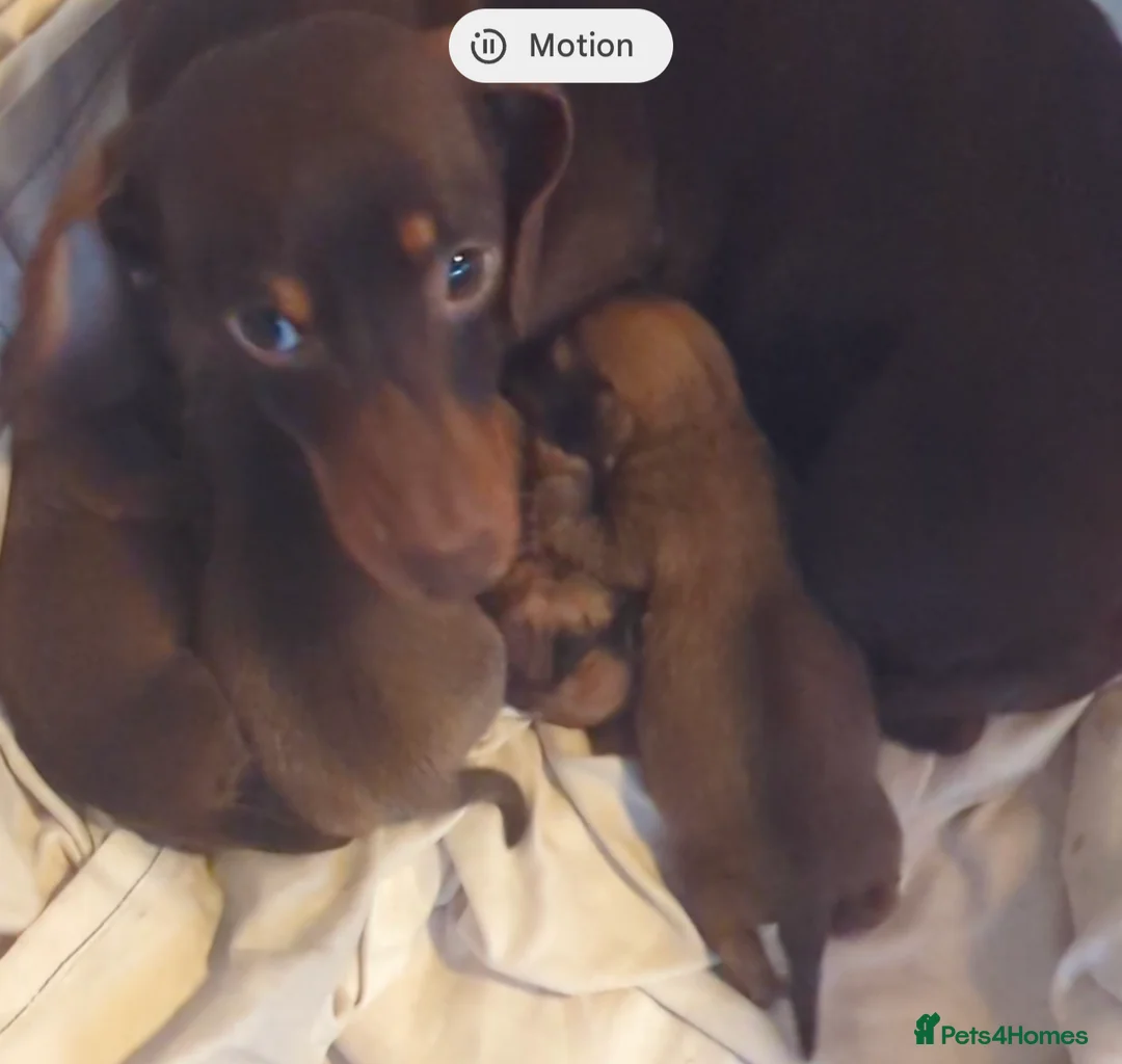 Miniature Dachshund dogs for sale: KC REGISTERED PRA CLEAR  - Advert 3