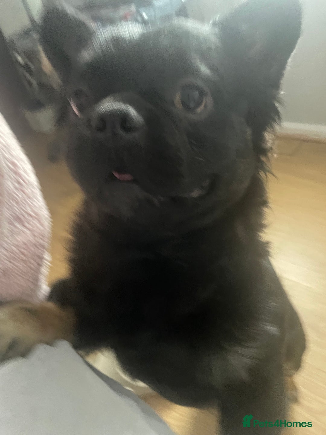 French Bulldog dogs for sale: Fluffy Male Frenchy Black and Tan 🐾🐾 - Image 5