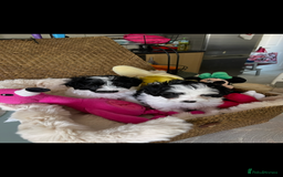 Maltipoo dogs for sale: Maltipoo puppies for sale  - Image 21