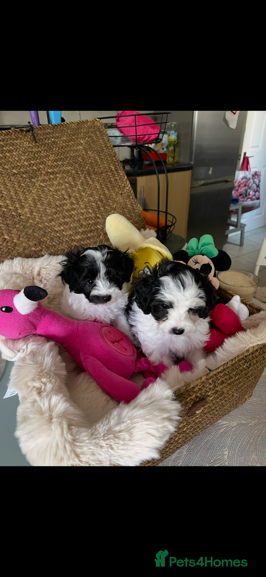 Maltipoo dogs for sale: Maltipoo puppies for sale  - Image 21