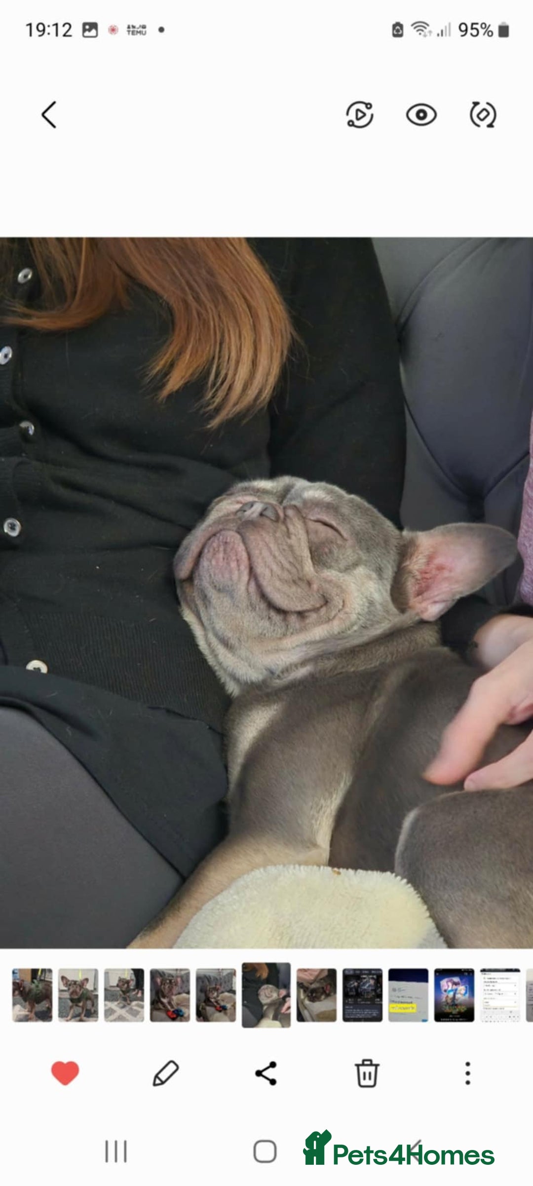 French Bulldog dogs for sale: Cass female french bulldog  - Advert 5