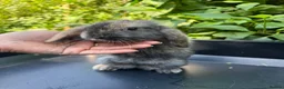 Harlequin rabbits for sale: Gorgeous harlequin mini lops - Advert 15