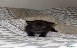 Domestic Shorthair cats for sale: Our babies looking for their forever lovely home - Image 20