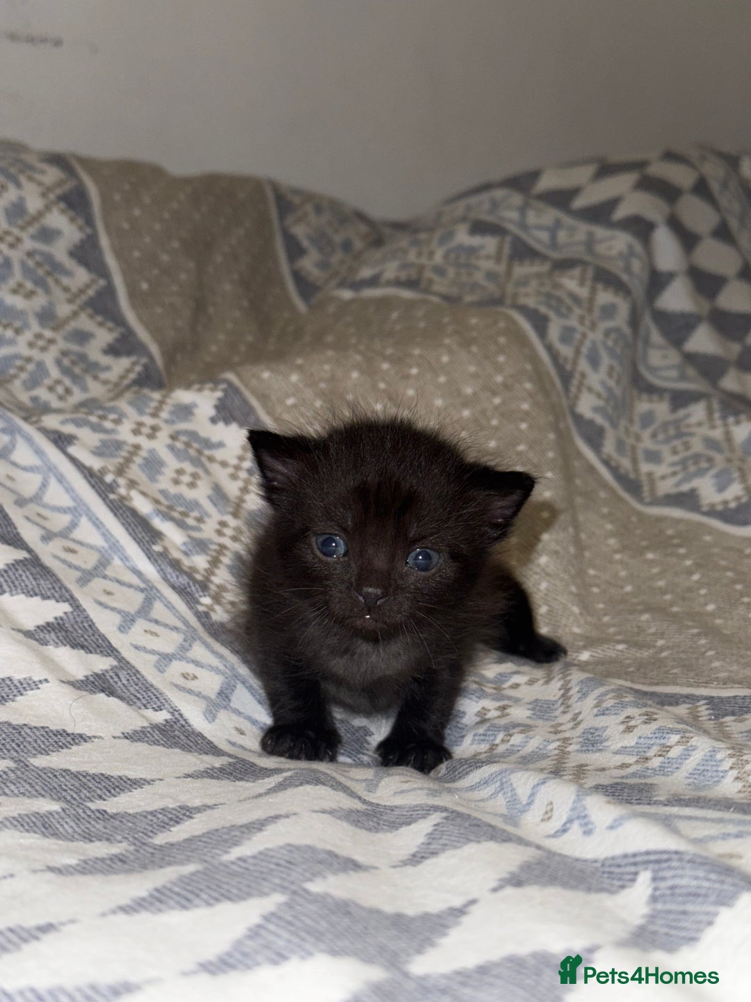 Domestic Shorthair cats for sale: Our babies looking for their forever lovely home - Image 20