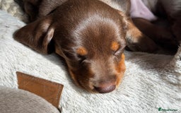 Miniature Dachshund dogs for sale: READY NOW Stunning miniature dachshund pups in Mirfield - Image 3