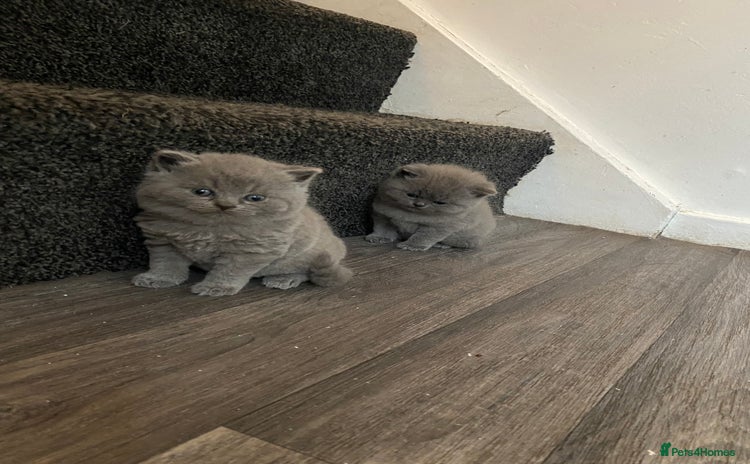 British Shorthair cats - Advert 4