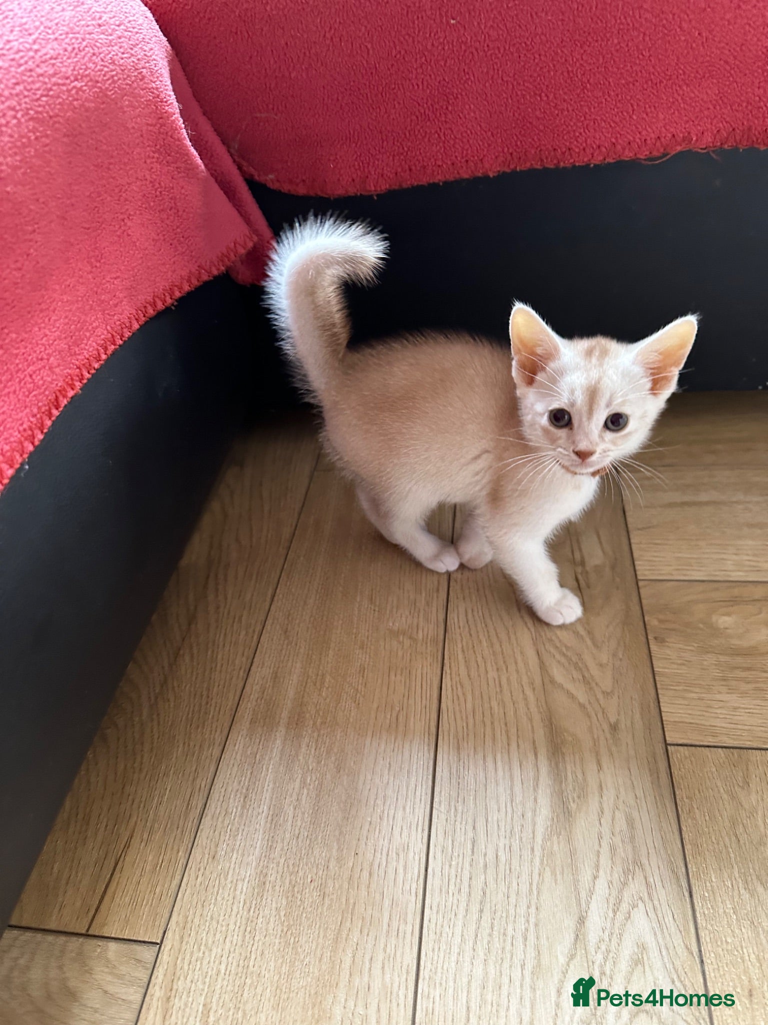 Abyssinian cats Silver Abyssinian kittens  - Advert 4