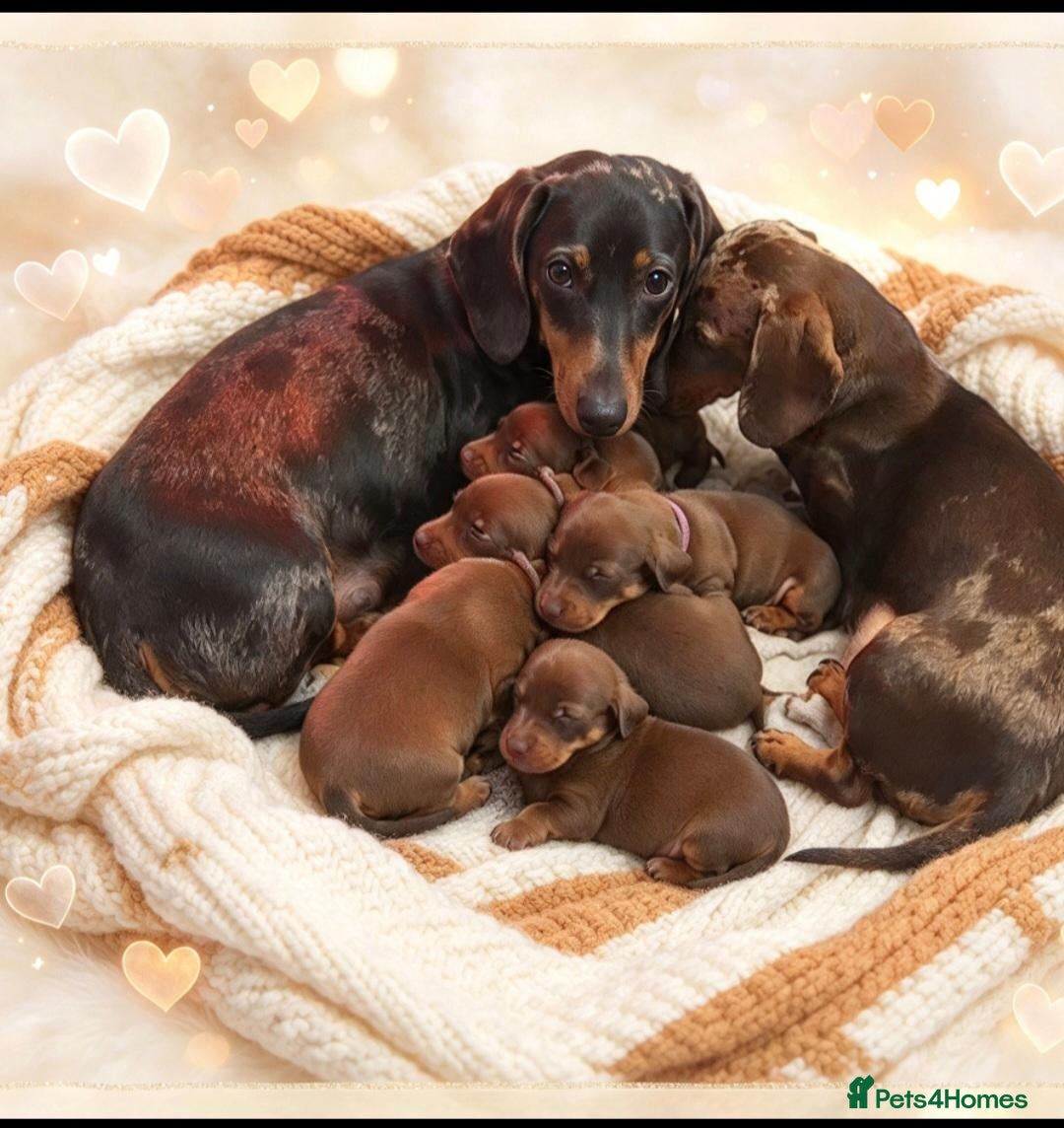 Dachshund dogs for sale: Mini Daschund  - Advert 6