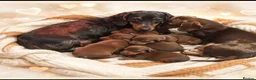 Dachshund dogs for sale: Mini Daschund  - Advert 1