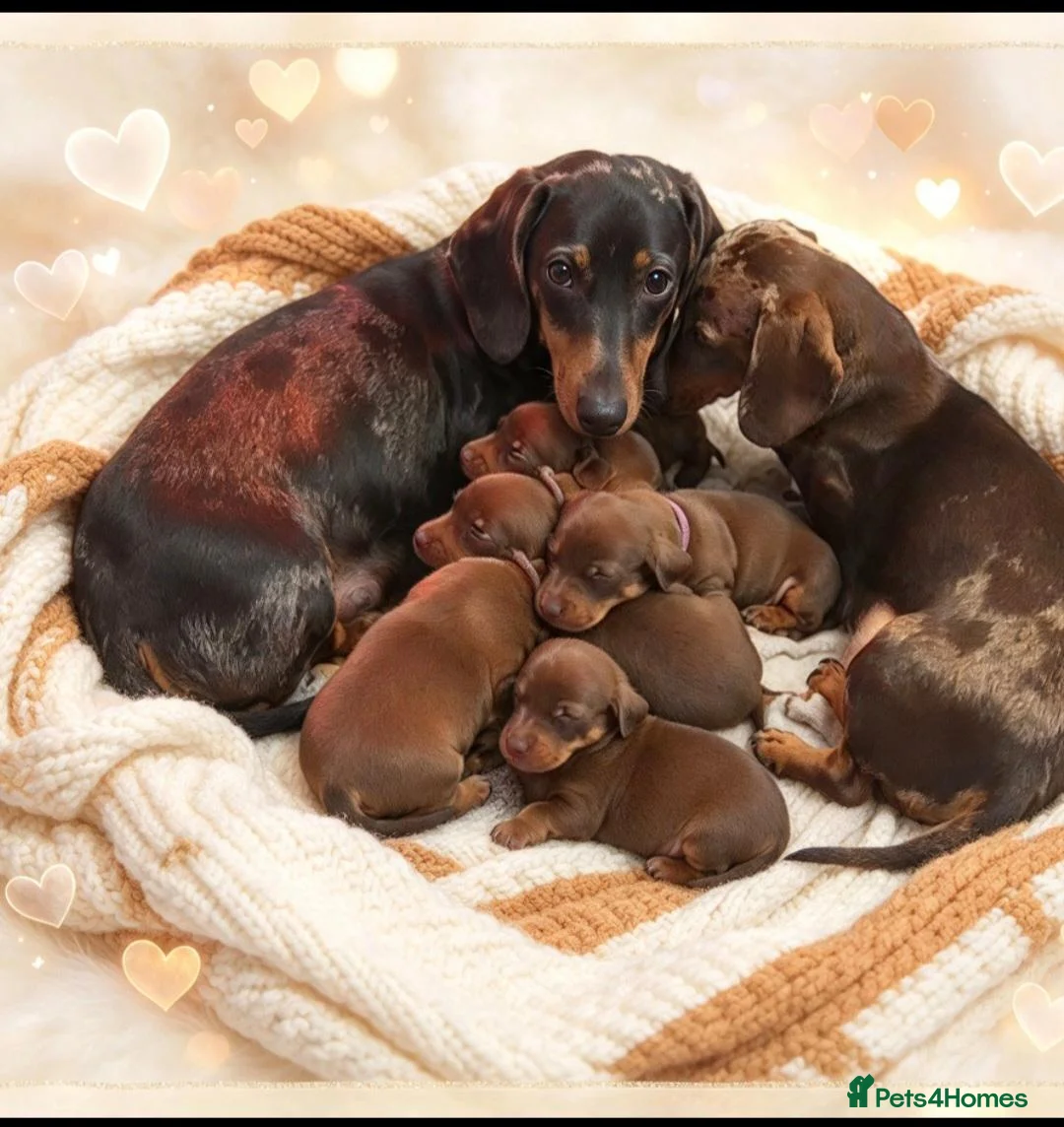 Dachshund dogs for sale: Mini Daschund  - Advert 1