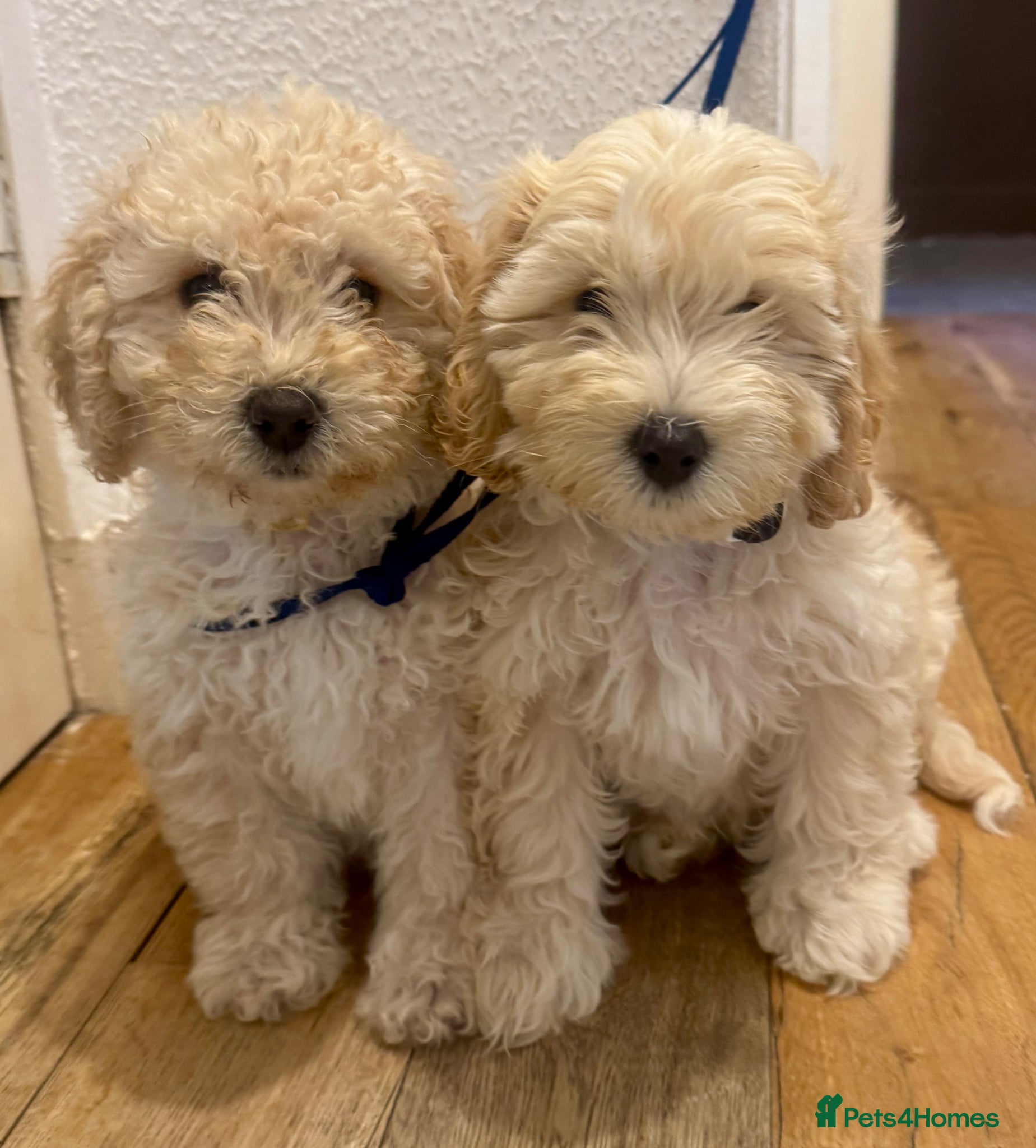 Cockapoo dogs Beautiful F2B Cockapoos  - Advert 2