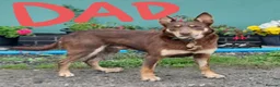 Mixed Breed dogs for sale: Collie × Kelpie pups near Cowbridge  - Advert 10