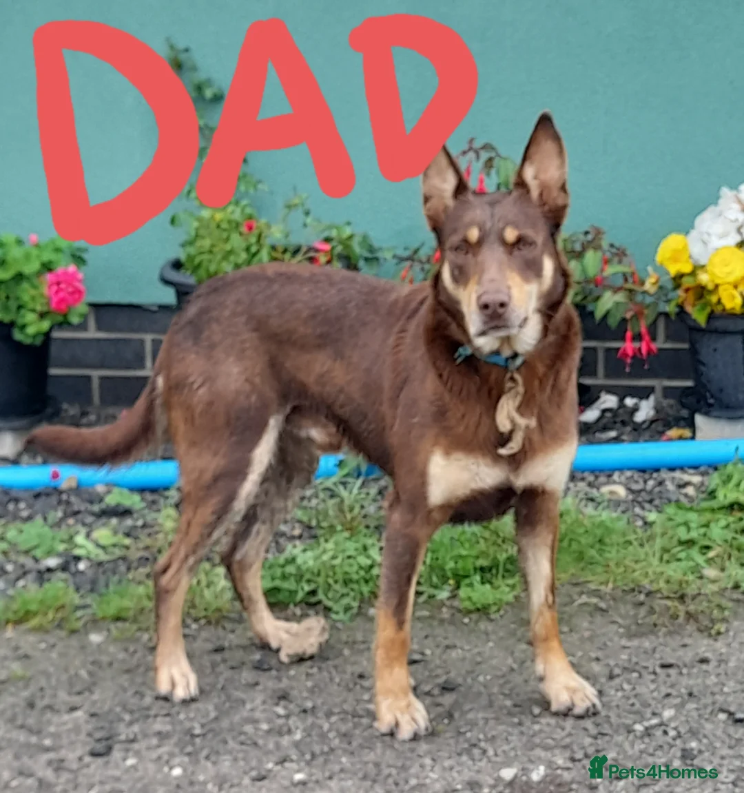 Mixed Breed dogs for sale: Collie × Kelpie pups near Cowbridge  - Advert 10