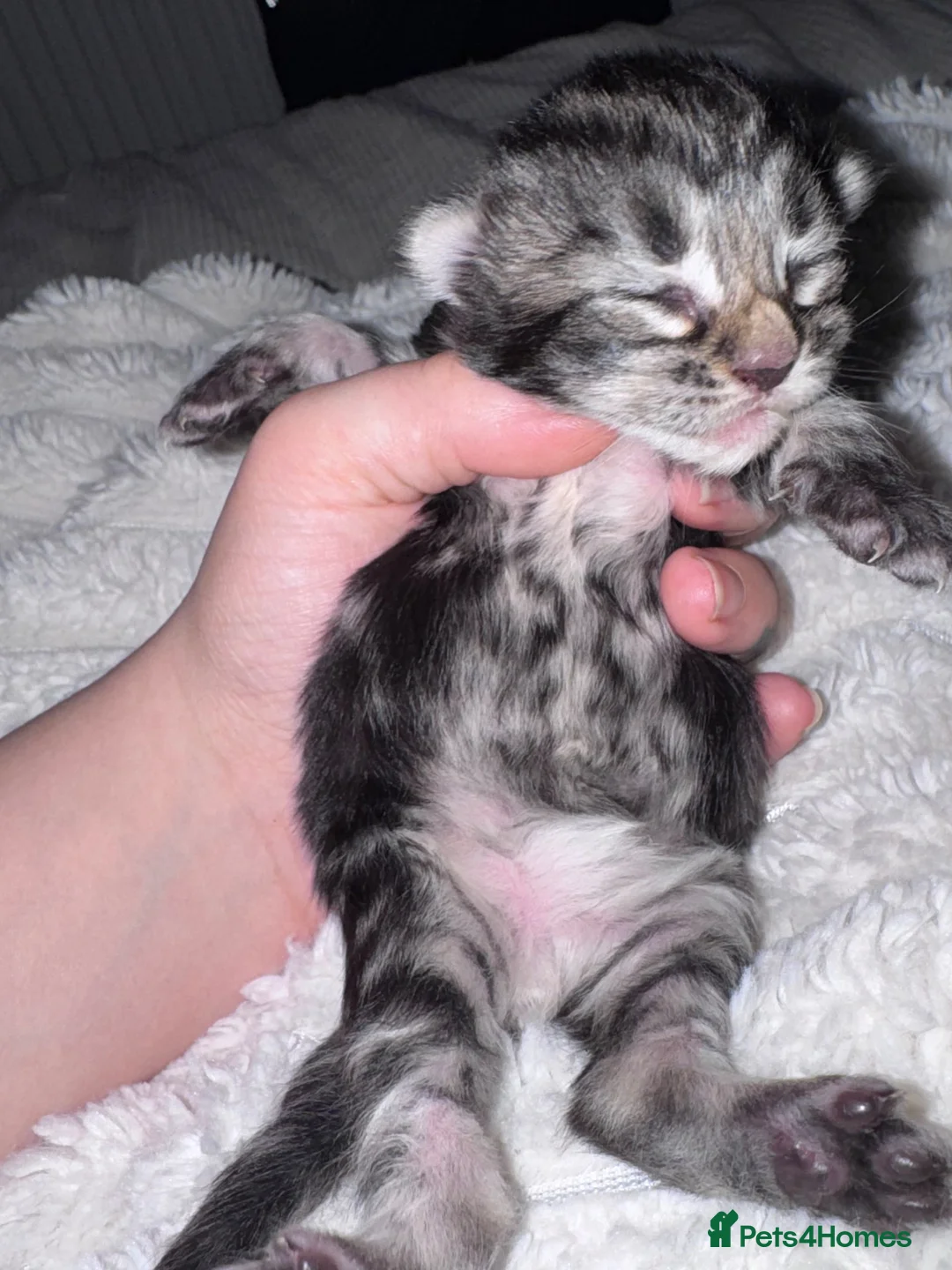 Mixed Breed cats for sale: Lovely little kittens  - Advert 8