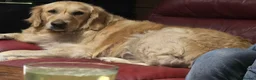 Golden Retriever dogs for sale: Beautiful 3yo female golden retriever  - Advert 2
