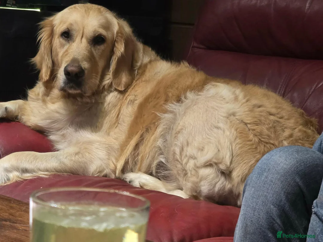 Golden Retriever dogs for sale: Beautiful 3yo female golden retriever  - Advert 2