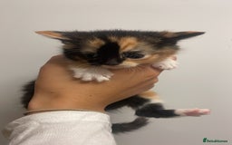 British Shorthair cats for sale: Kittens 4x male - Image 3