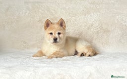Siberian Husky dogs for sale: Stunning exotic colour chowsky puppies for sale - Image 22